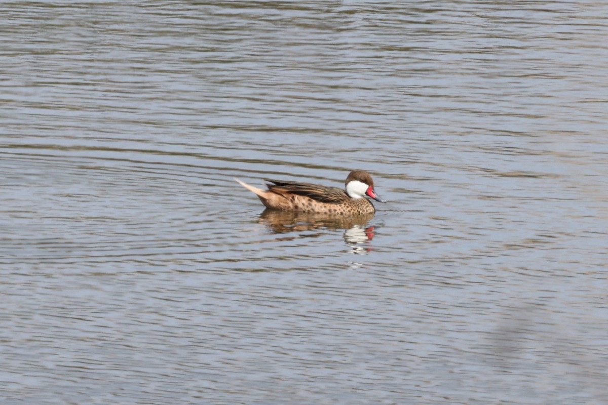 White-cheeked Pintail - ML620070813