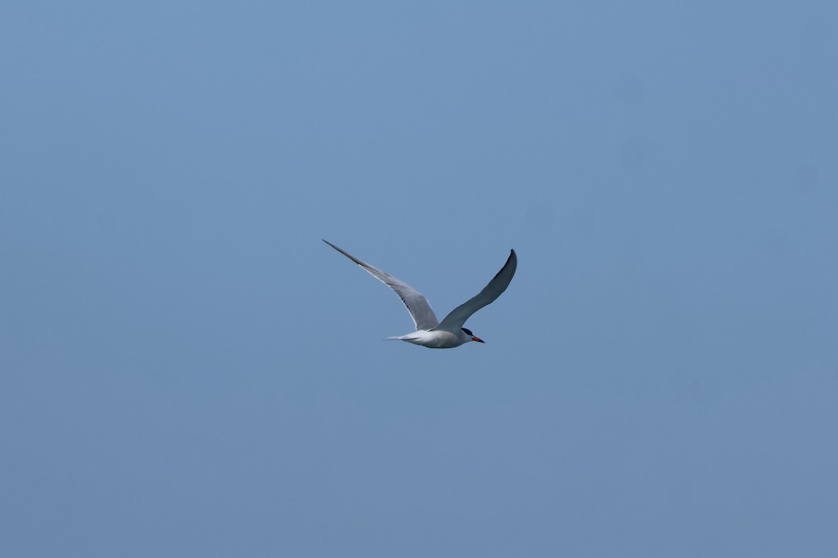 Common Tern - ML620070819