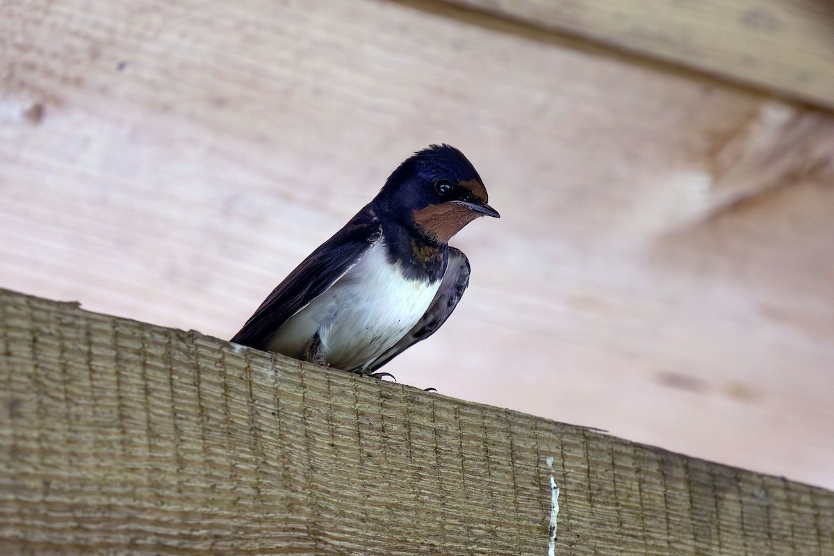 Barn Swallow - ML620070846