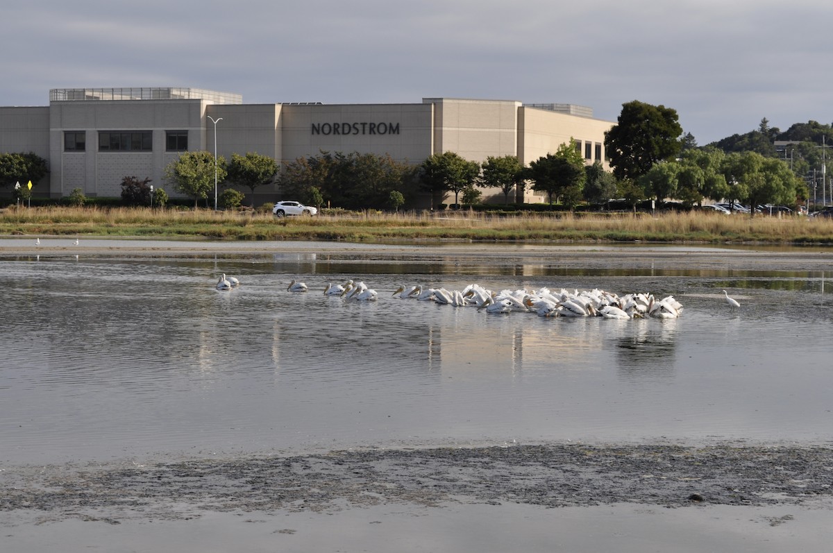 Snowy Egret - ML620070861