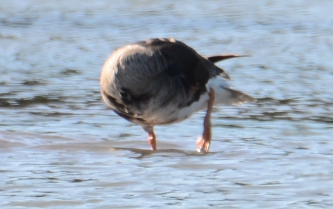 Greater White-fronted Goose - ML620070863