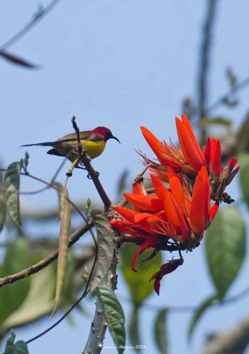 Mrs. Gould's Sunbird - ML620070874