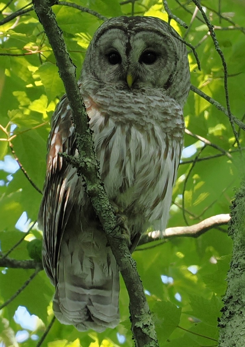 Barred Owl - ML620070891