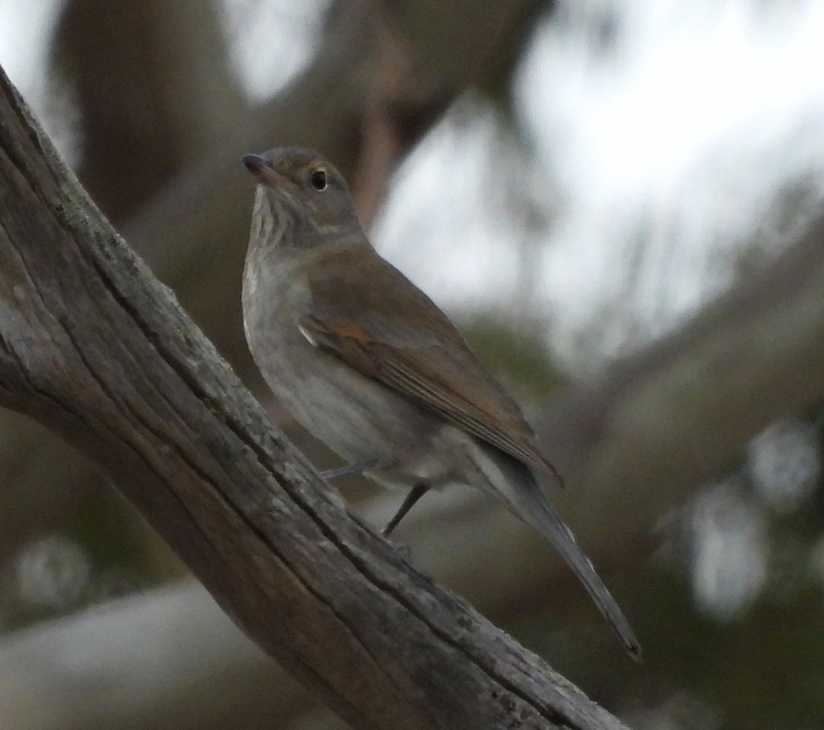 Gray Shrikethrush - ML620070903