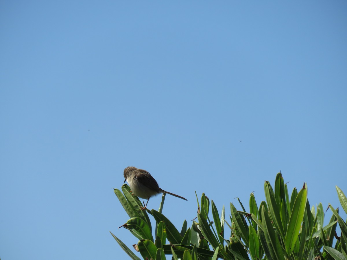 Greater Whitethroat - ML620070907