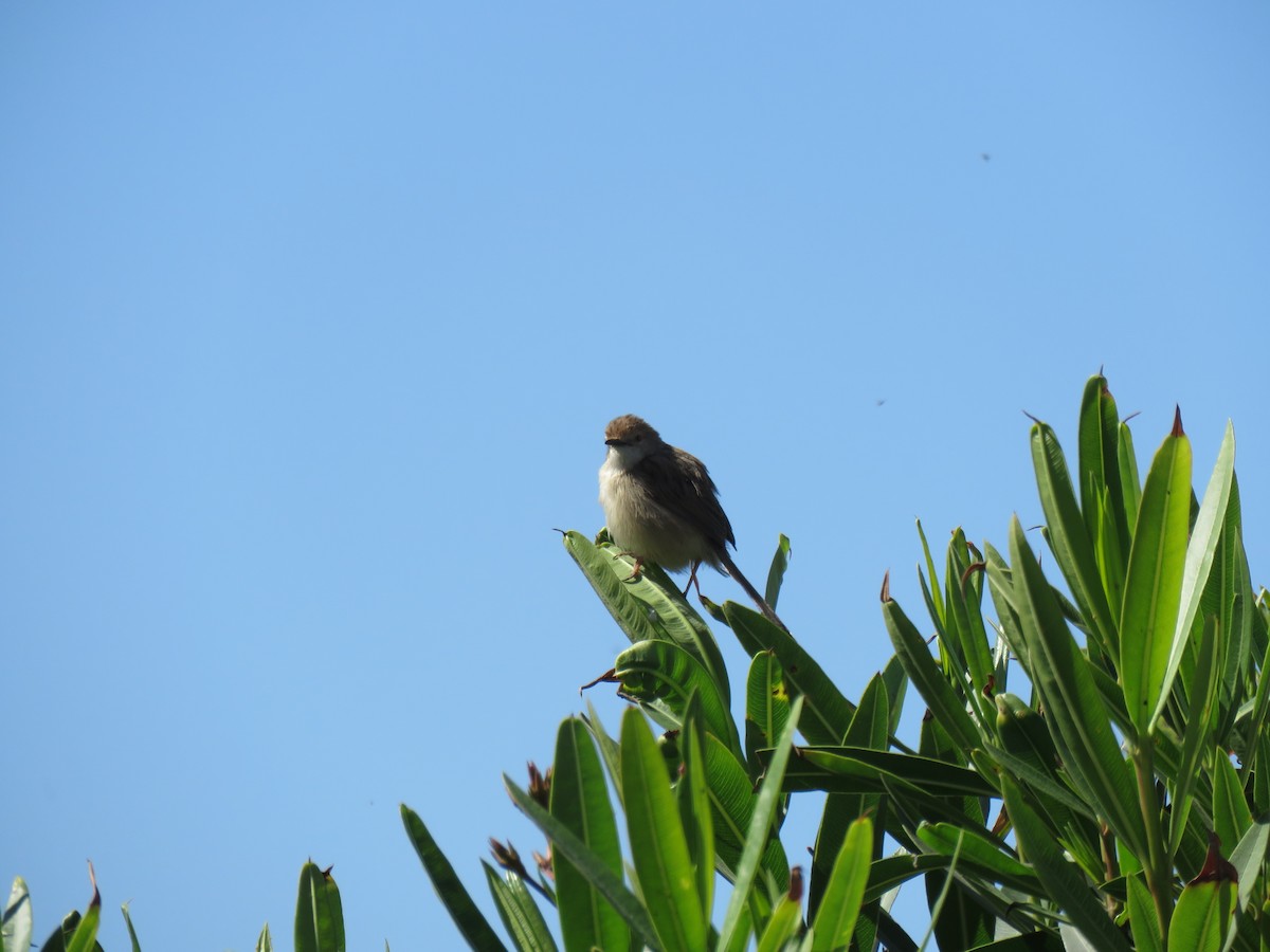 Greater Whitethroat - ML620070908