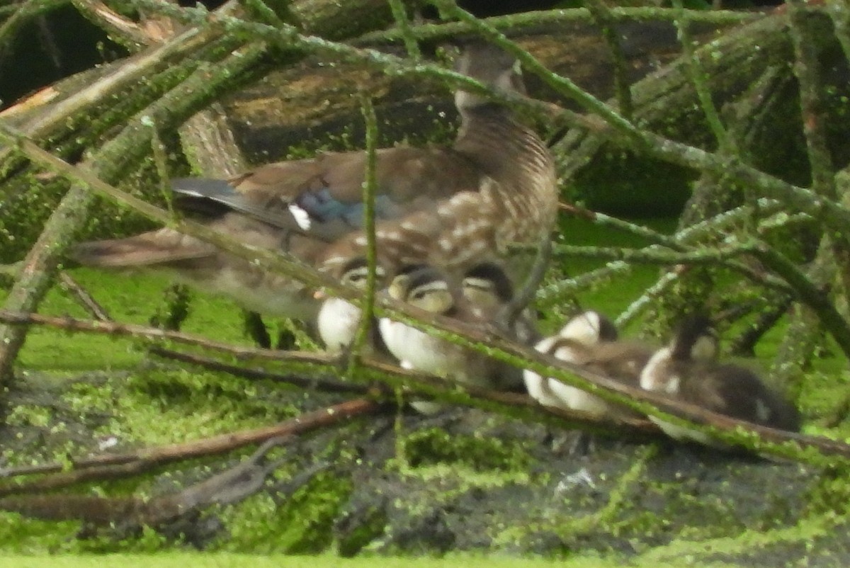 Wood Duck - ML620070911