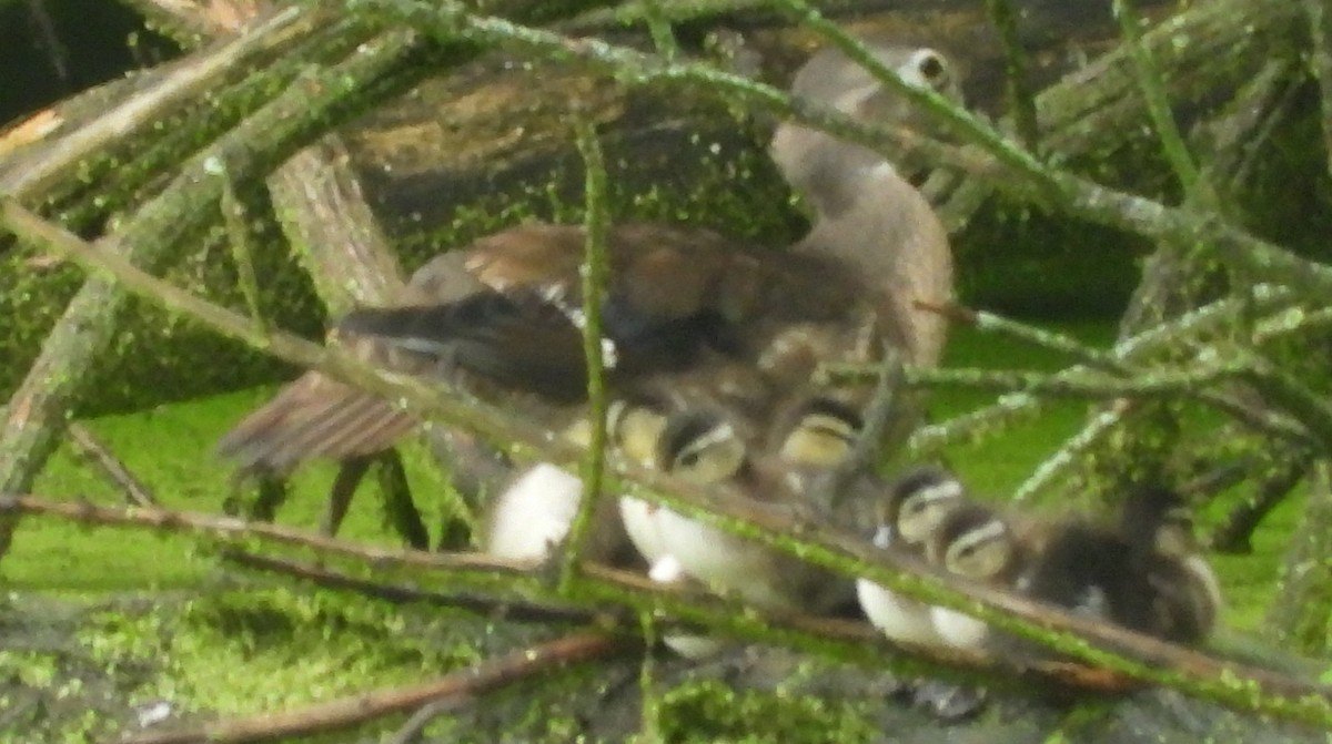 Wood Duck - ML620070914