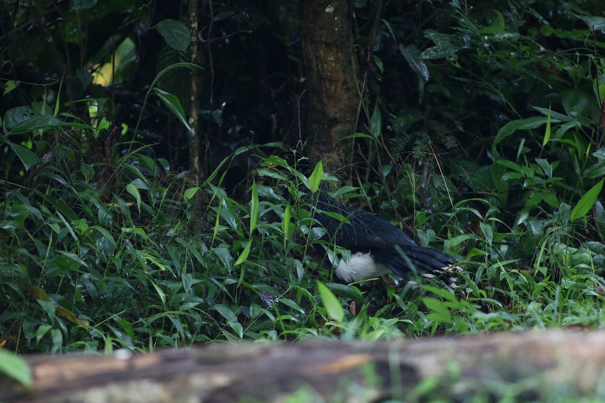 Salvin's Curassow - ML620070925