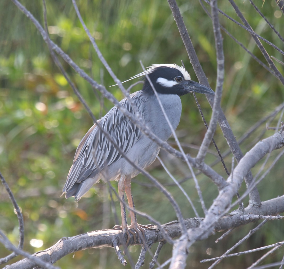 Yellow-crowned Night Heron - ML620070950