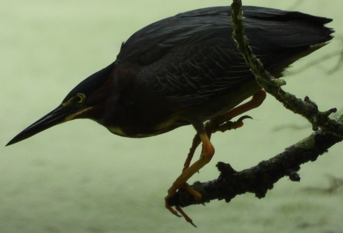 Green Heron - ML620070966