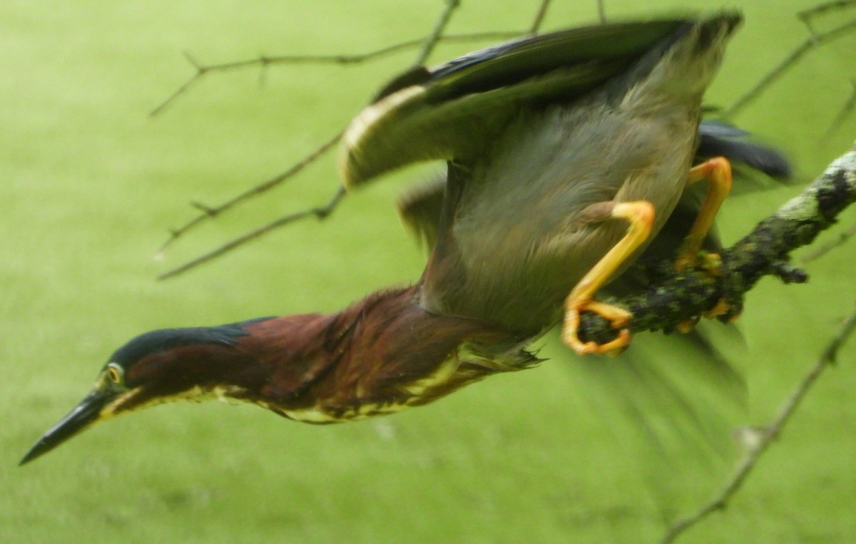 Green Heron - ML620070970