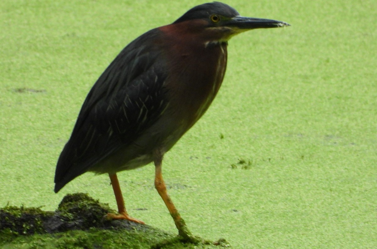 Green Heron - ML620070971