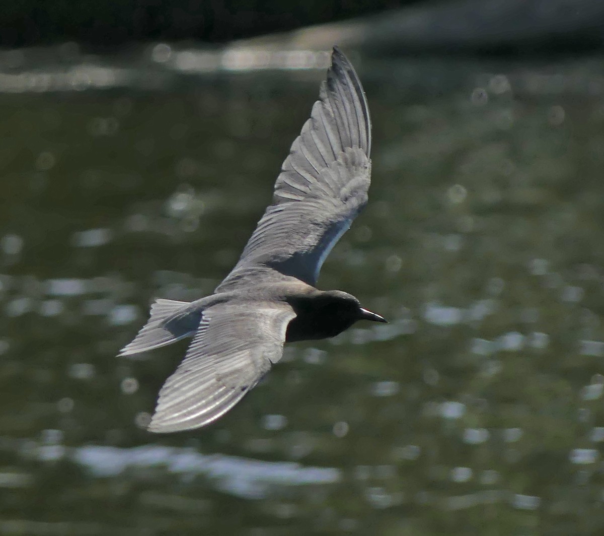 Black Tern - ML620070977