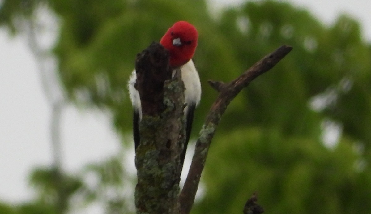 Red-headed Woodpecker - ML620070978