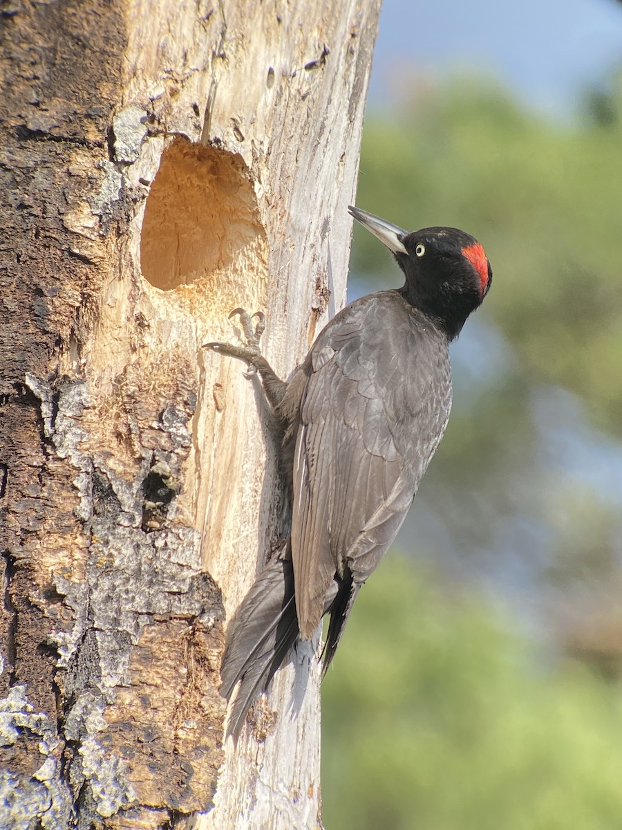 Black Woodpecker - ML620070980