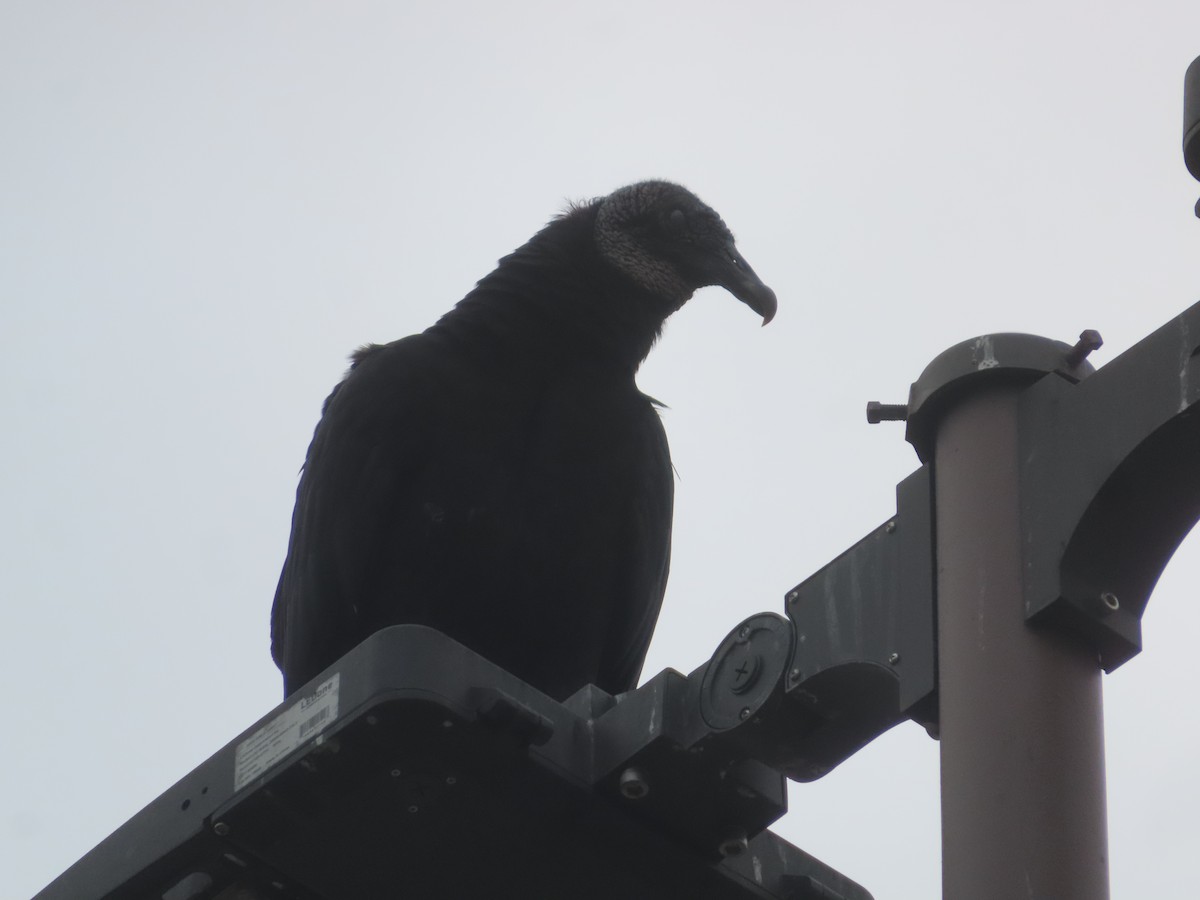 Black Vulture - ML620070990