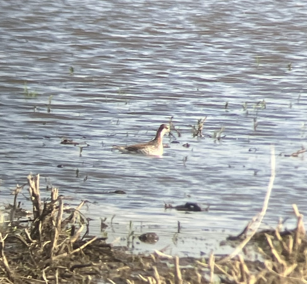 Wilson's Phalarope - ML620070993