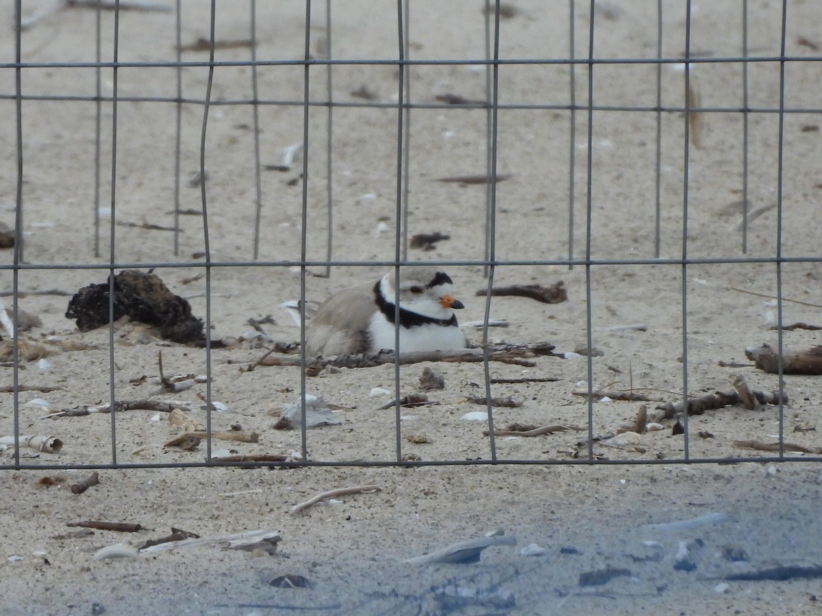 Piping Plover - ML620070994