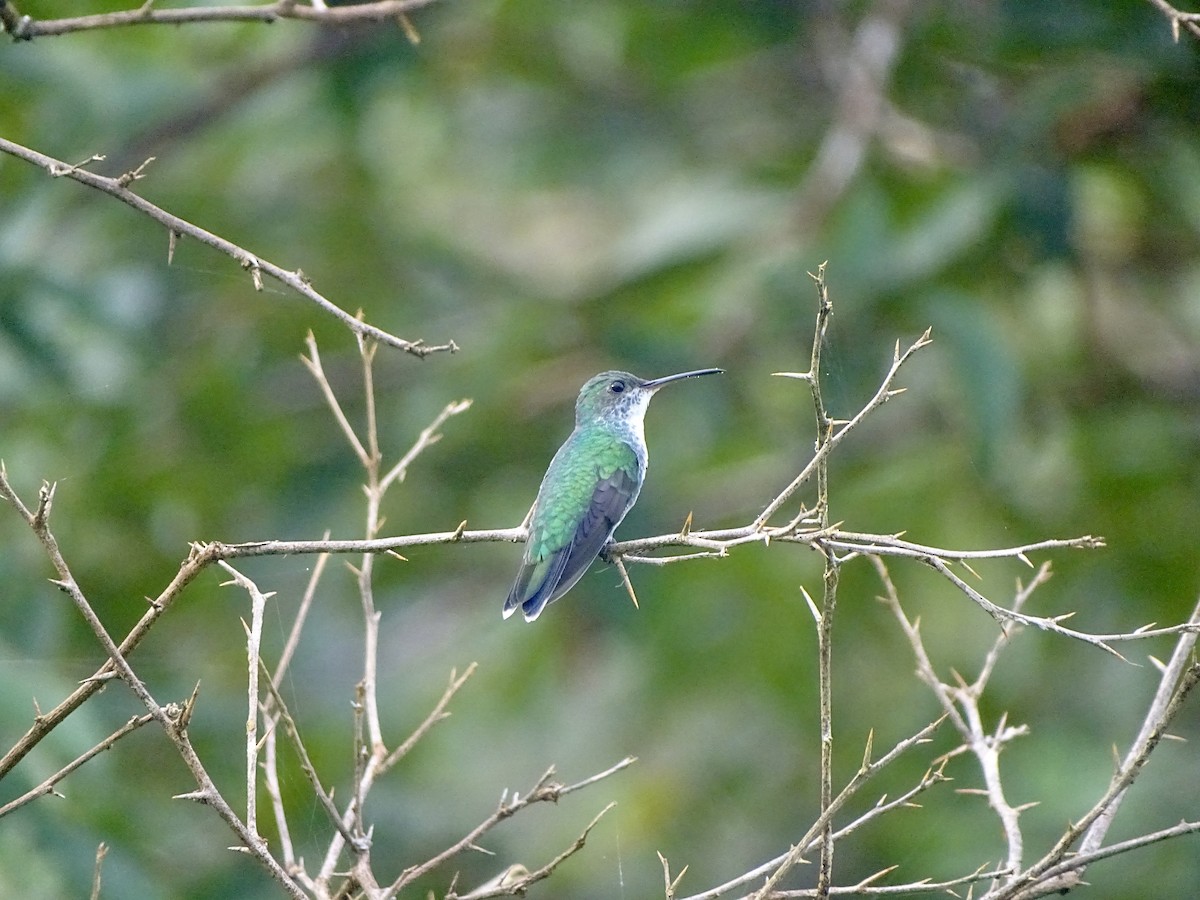 kolibřík safírovohrdlý - ML620070999