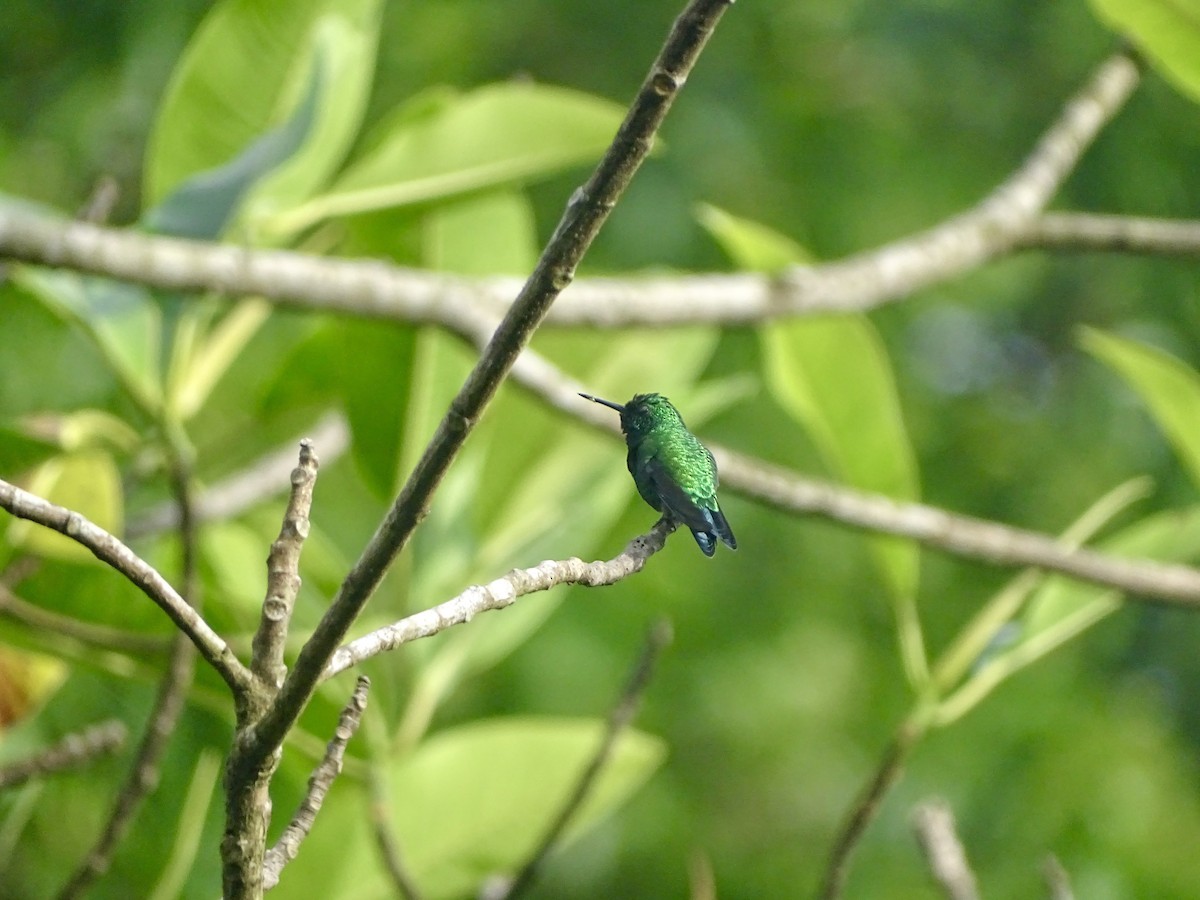 Garden Emerald - ML620071007