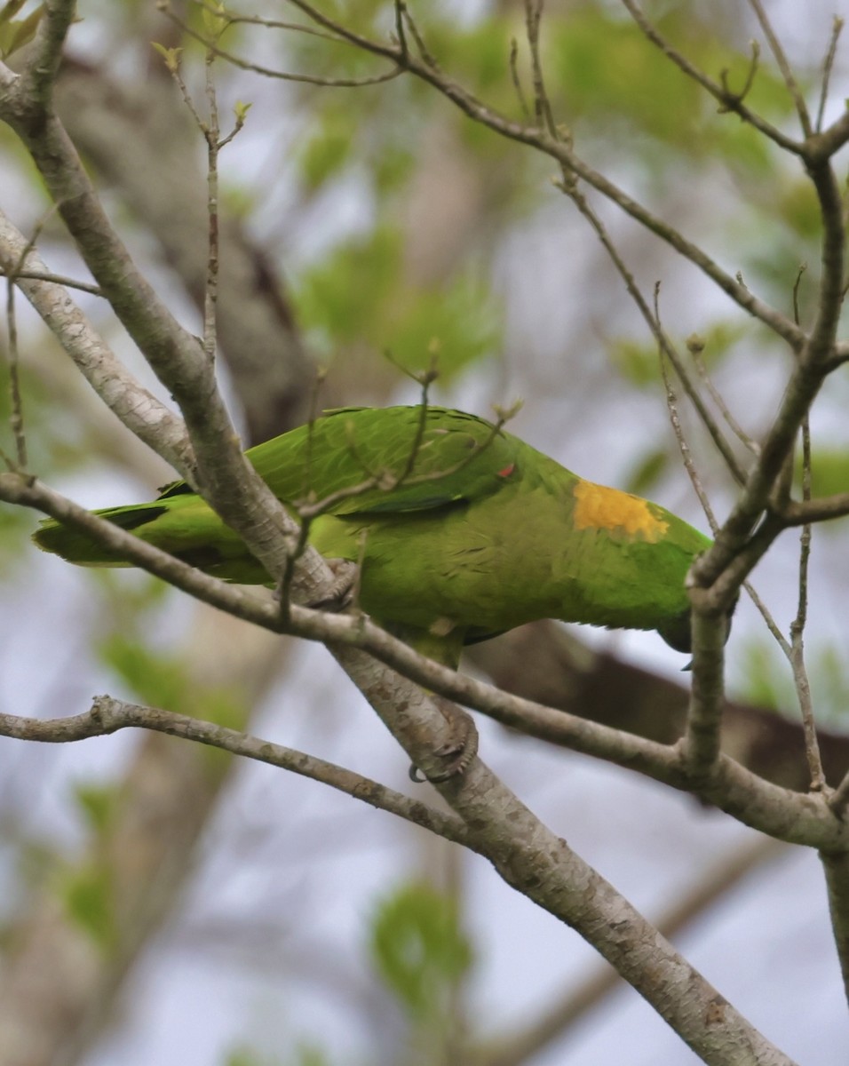 Yellow-naped Parrot - ML620071014