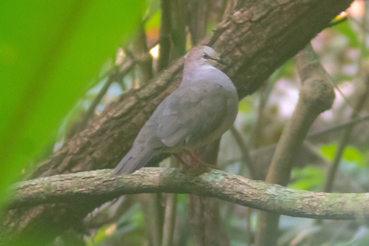 Gray-chested Dove - ML620071022