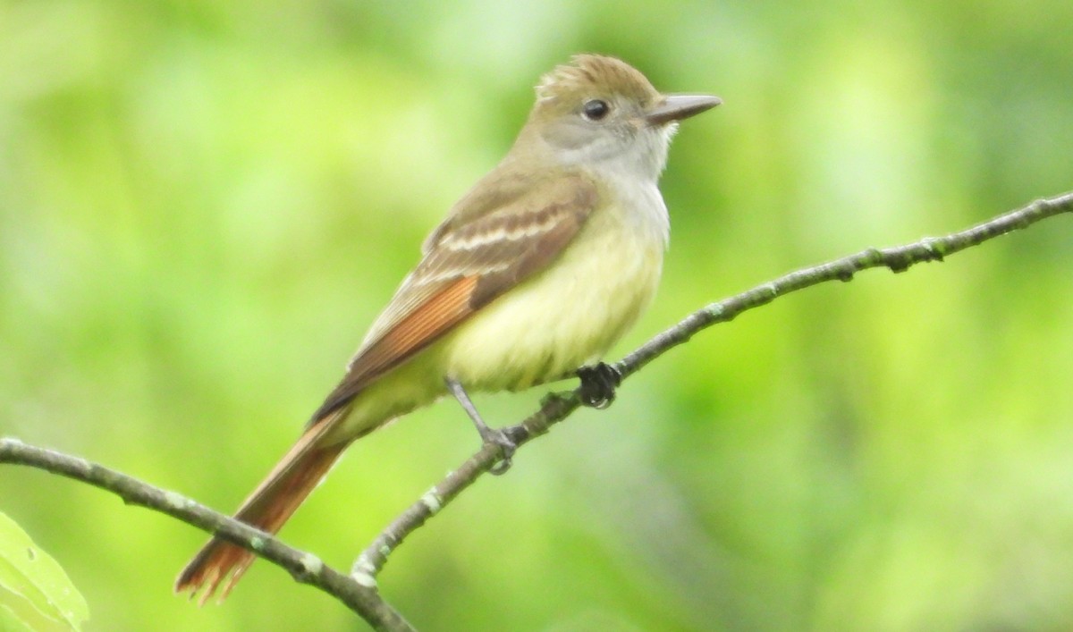 Great Crested Flycatcher - ML620071030