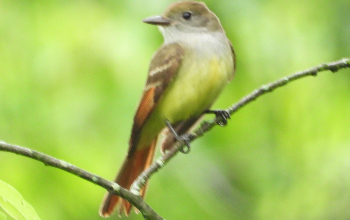 Great Crested Flycatcher - ML620071031