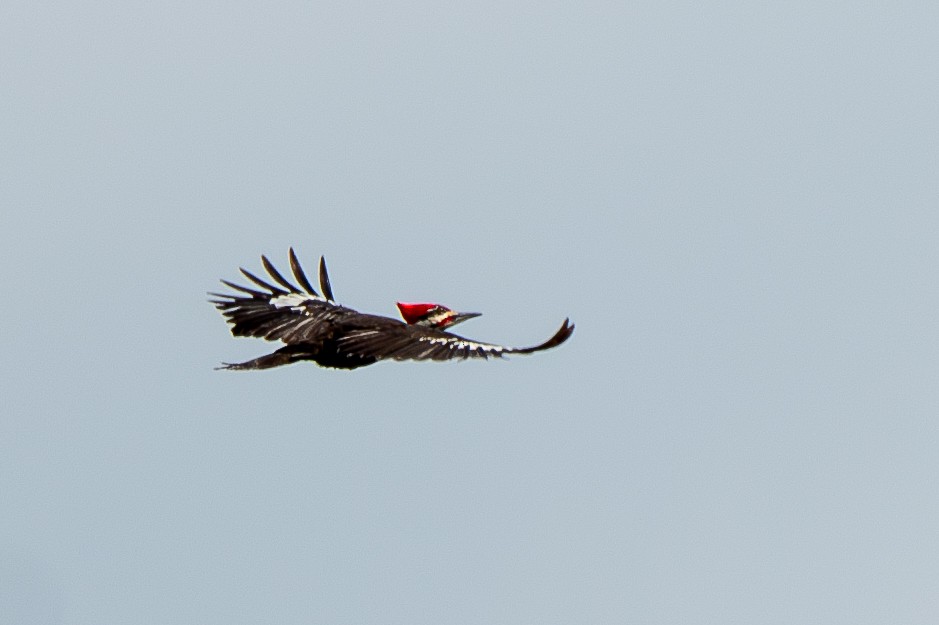Pileated Woodpecker - ML620071033
