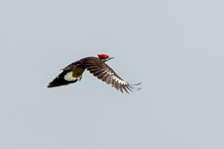 Pileated Woodpecker - ML620071034