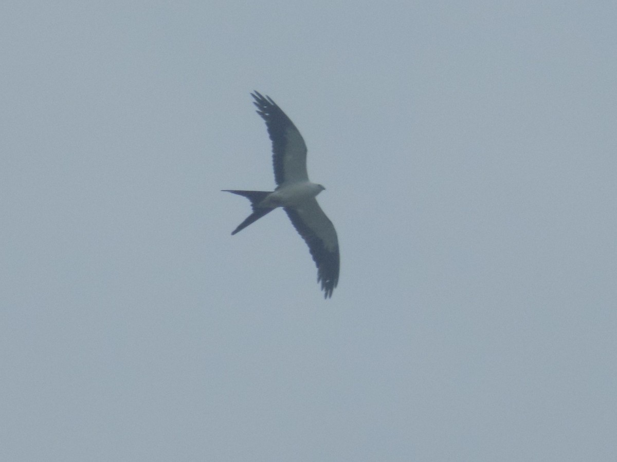 Swallow-tailed Kite - ML620071035
