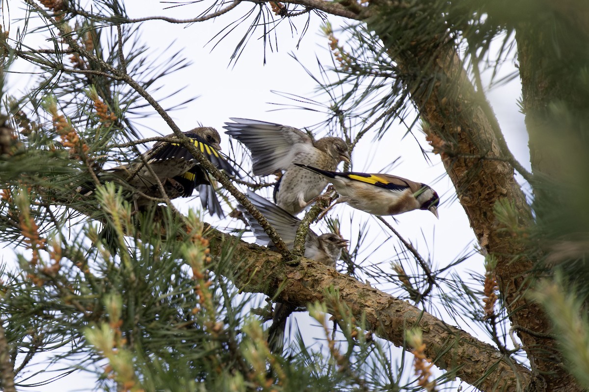 European Goldfinch - ML620071046