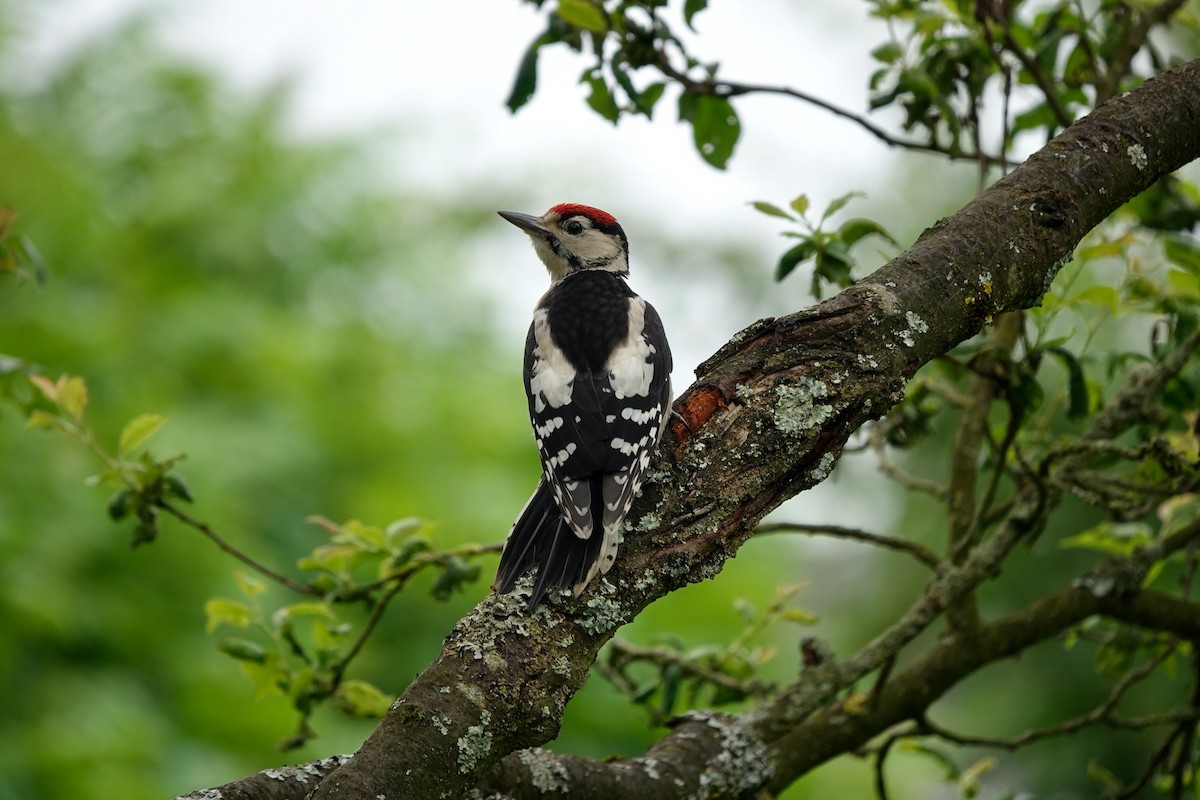 Great Spotted Woodpecker - ML620071079