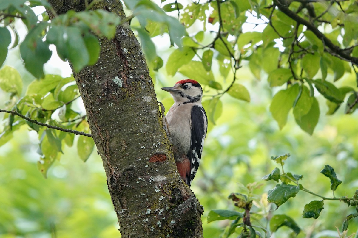 Great Spotted Woodpecker - ML620071080