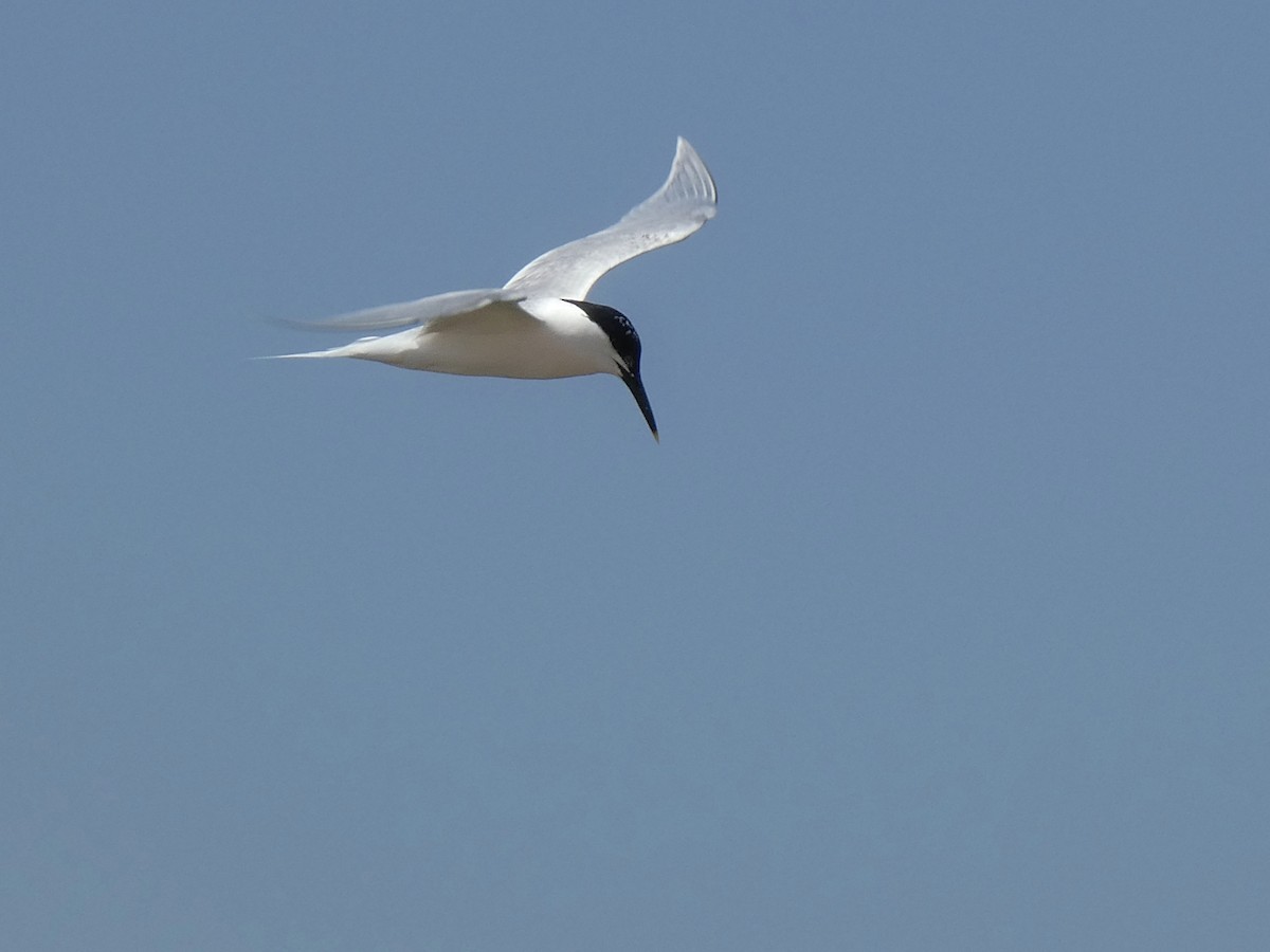 白嘴端燕鷗 - ML620071081