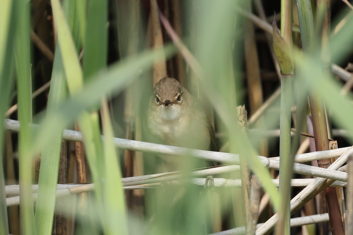 Common Reed Warbler - ML620071089