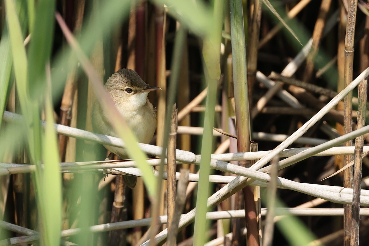 Common Reed Warbler - ML620071090