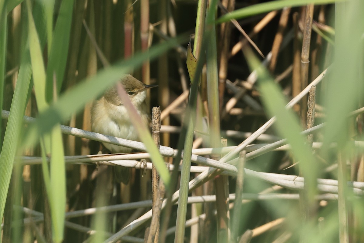 Common Reed Warbler - ML620071091