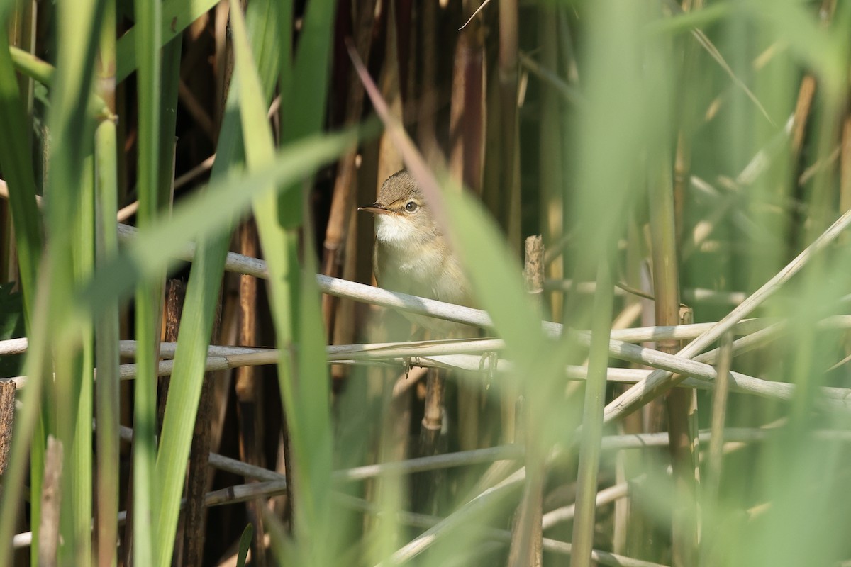 Common Reed Warbler - ML620071092