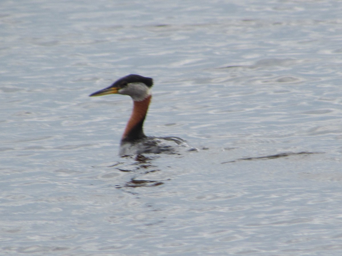 Red-necked Grebe - ML620071104