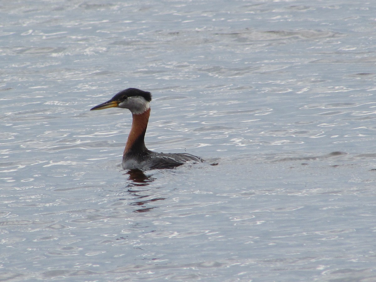 Red-necked Grebe - ML620071105