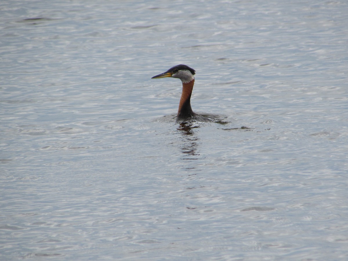 Red-necked Grebe - ML620071106