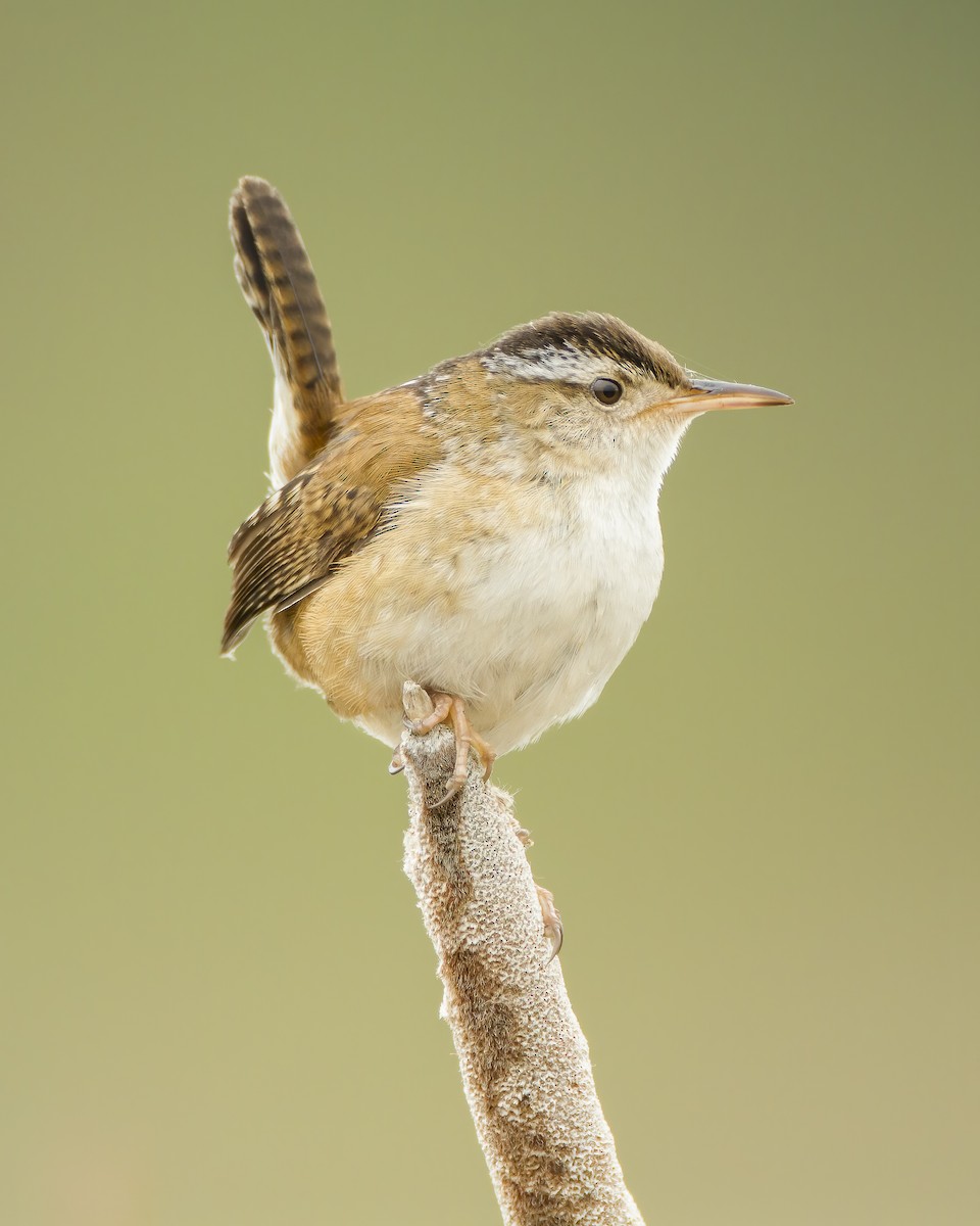 Marsh Wren - ML620071125