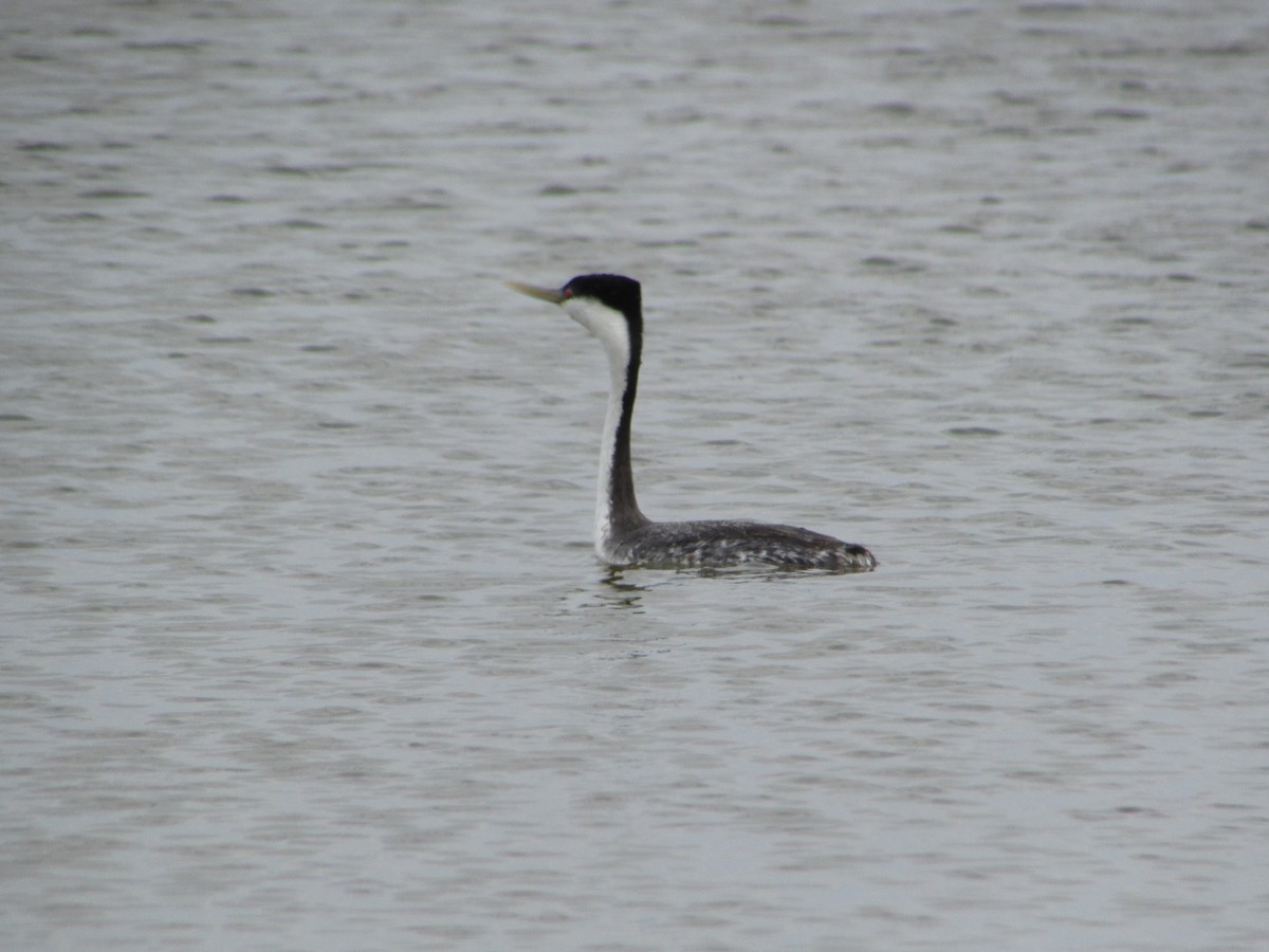 Western Grebe - ML620071135