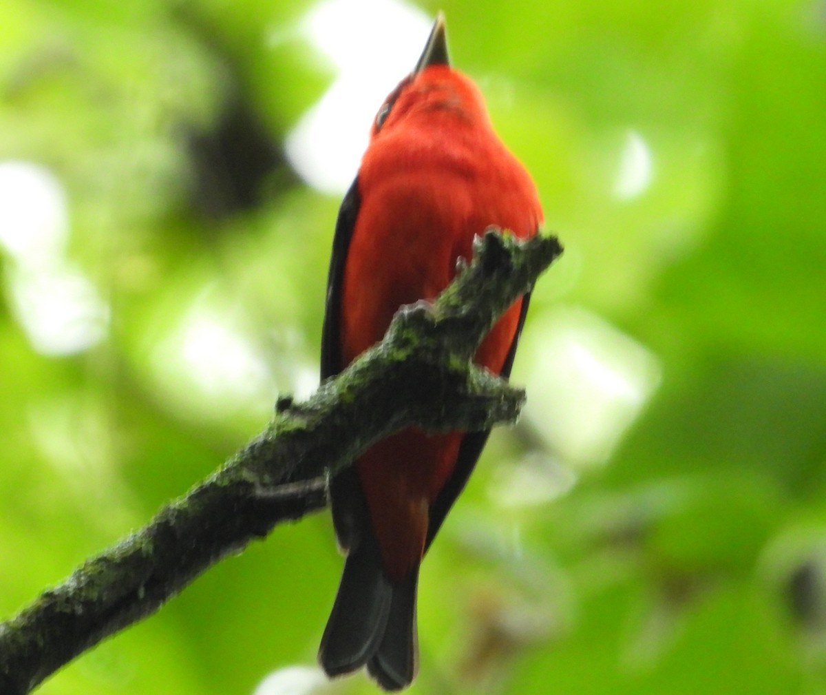 Scarlet Tanager - ML620071139