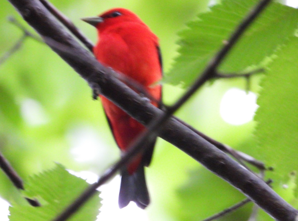 Scarlet Tanager - ML620071140