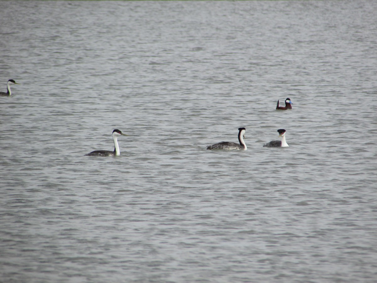 Western Grebe - ML620071141