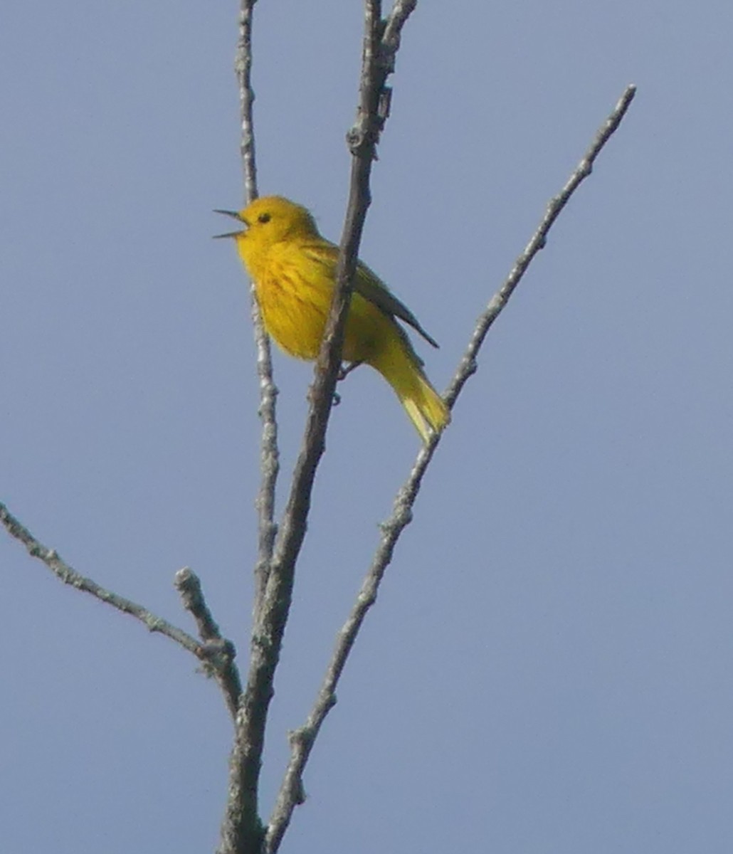 Yellow Warbler - ML620071149