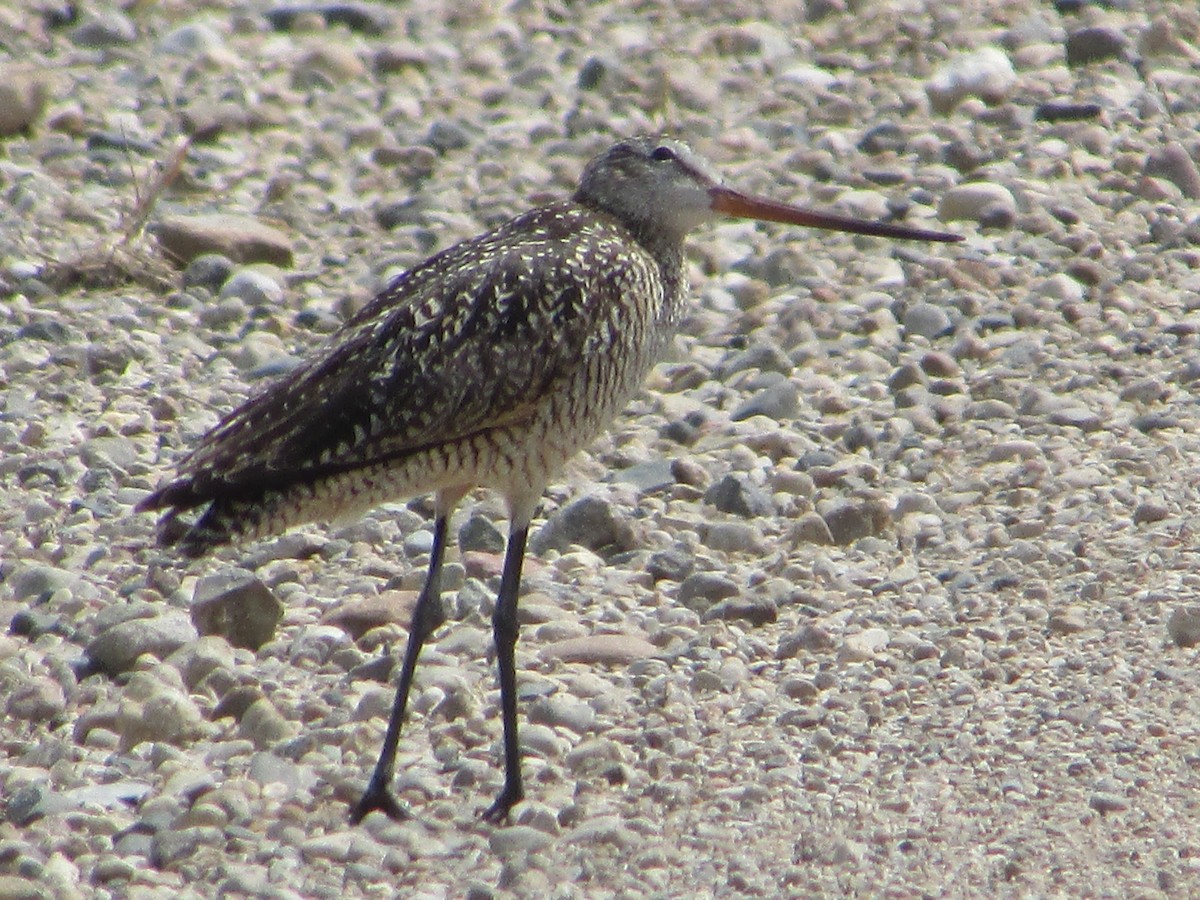 Marbled Godwit - Mark Rhodes